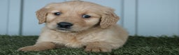 Golden Retriever dogs for sale: Golden Retriever Puppy Caden - Ad 3