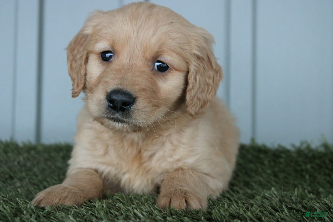 Golden Retriever dogs for sale: Golden Retriever Puppy Caden - Ad 3