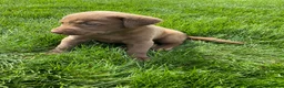 Labrador Retriever dogs for sale: Daisy - Ad 3