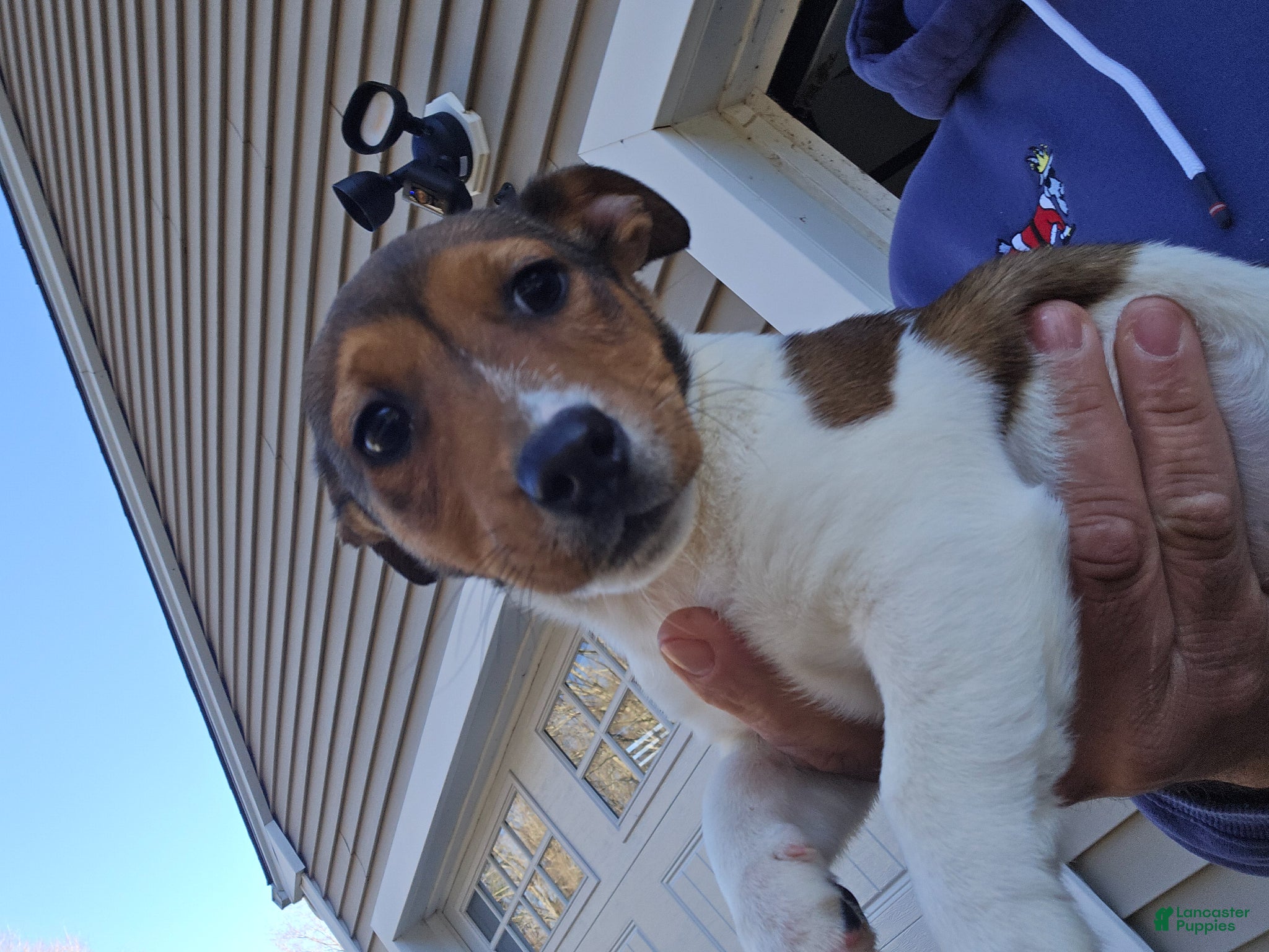 Jack Russell Terrier dogs Jack Russell Terrier Puppy 1 - Ad 2