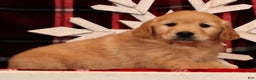 Golden Retriever dogs for sale: Crystal - Ad 3