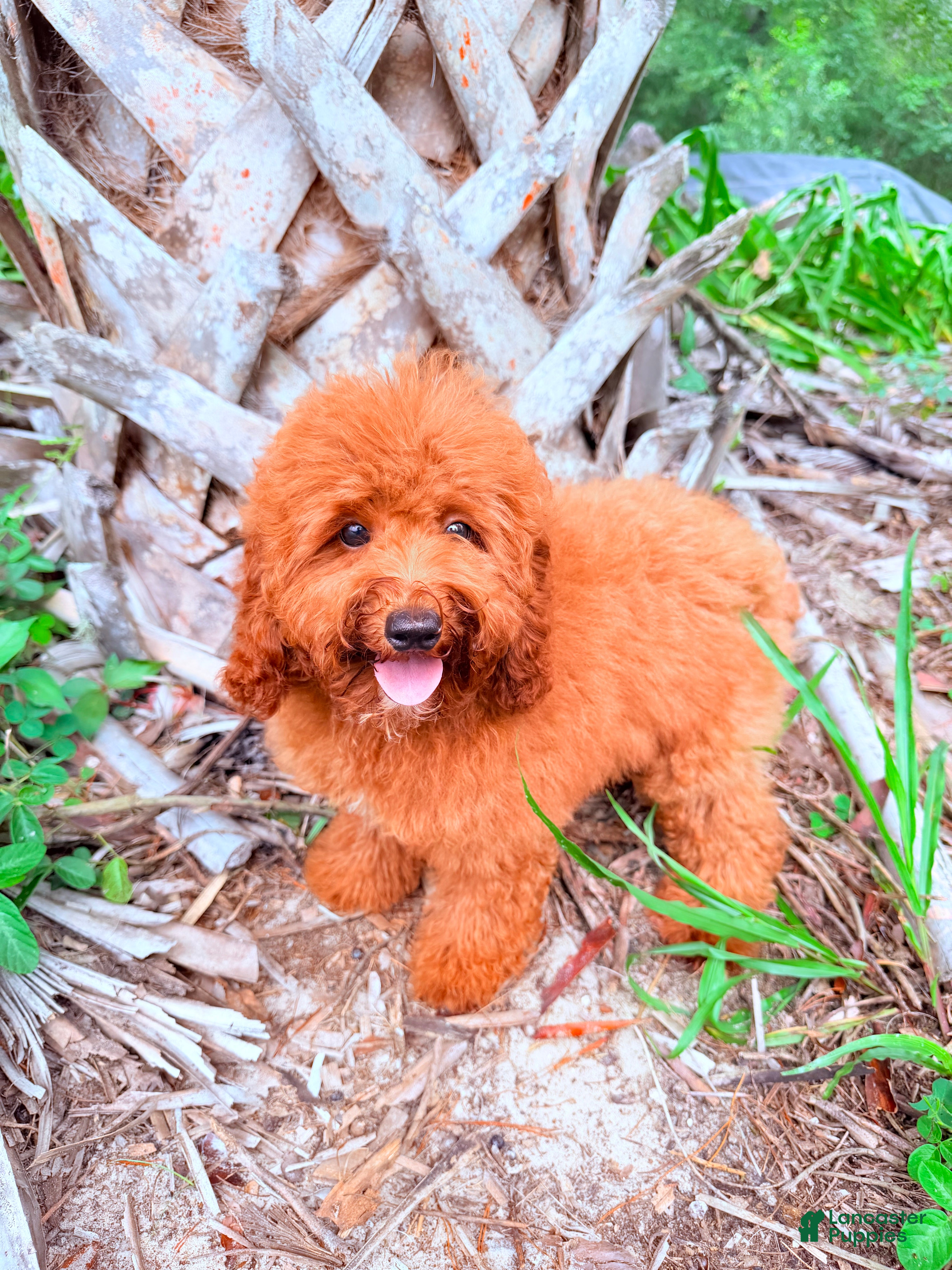 Mini Goldendoodle dogs for sale: Gigi - Ad 4