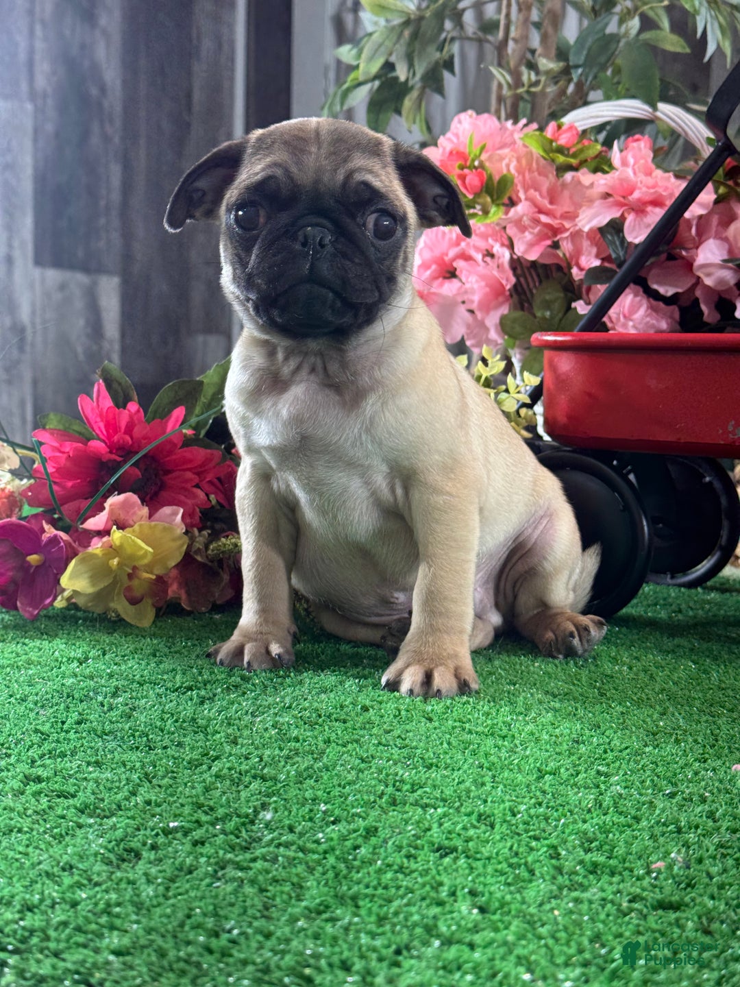 Pug dogs for sale: Peter - Ad 4