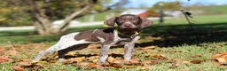 German Shorthaired Pointer dogs for sale: Annie - Ad 4