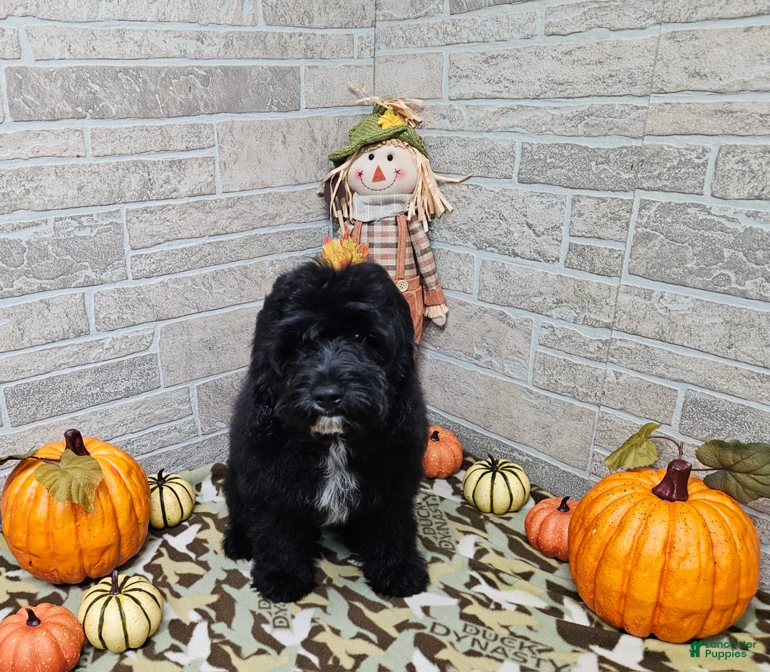Cavapoo dogs for sale: F1 Poseidon - Ad 2