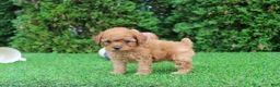 Toy Poodle dogs for sale: Faye - Ad 6