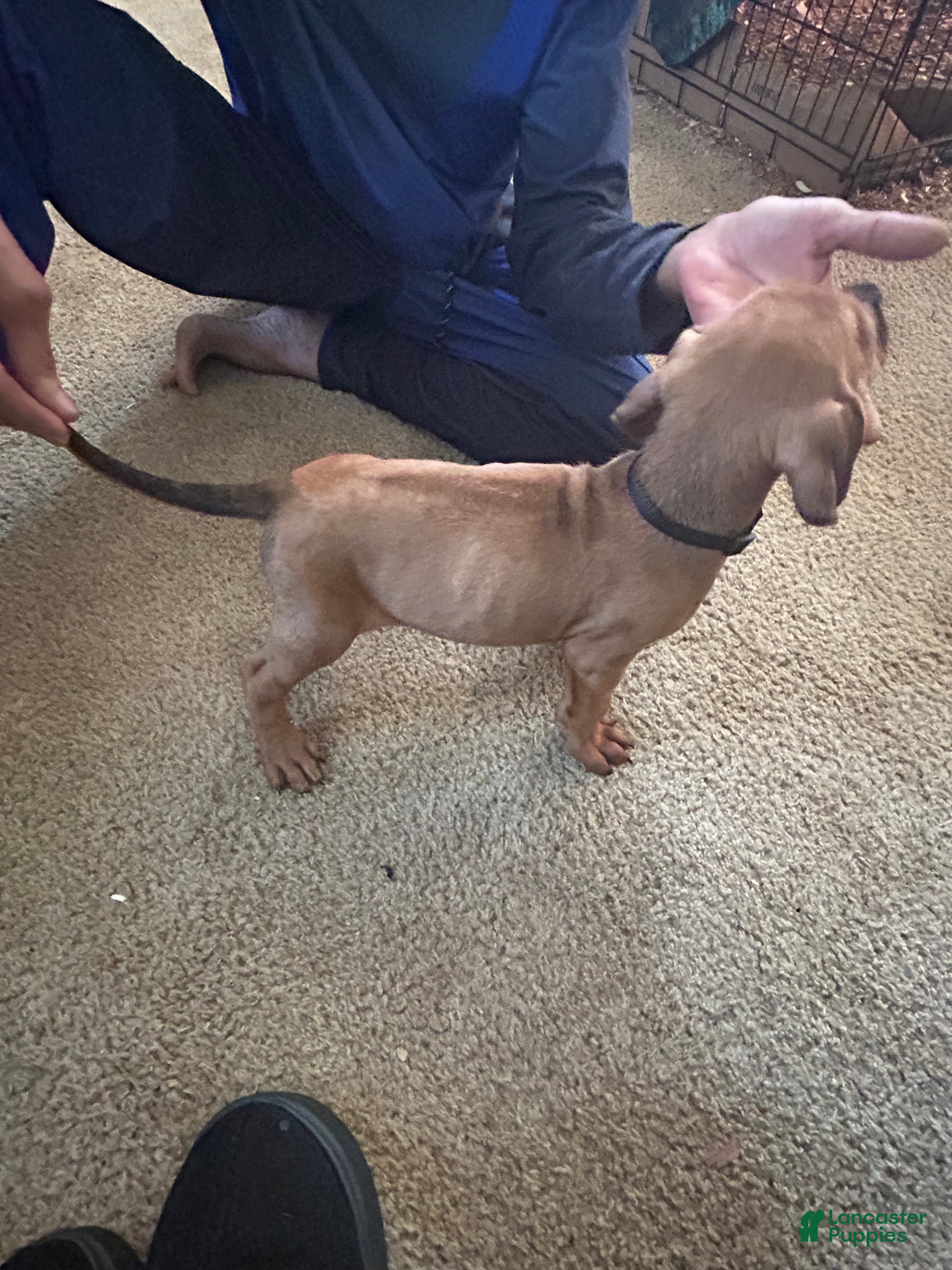 Rhodesian Ridgeback dogs Rhodesian Ridgeback Puppy 2 Black collar  - Ad 23