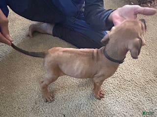 Rhodesian Ridgeback dogs Rhodesian Ridgeback Puppy 2 Black collar - Ad 21