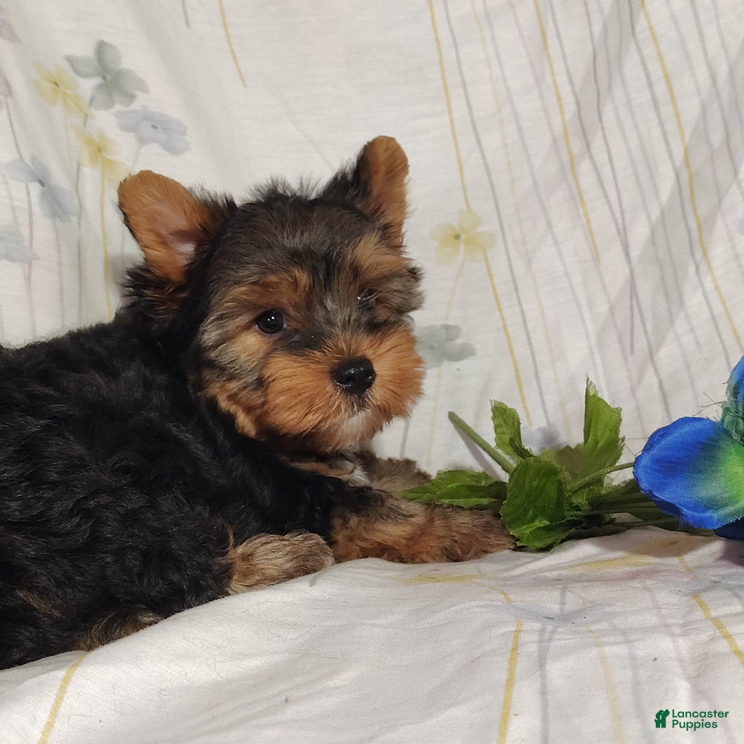 Yorkshire Terrier dogs for sale: Robbie - Ad 3