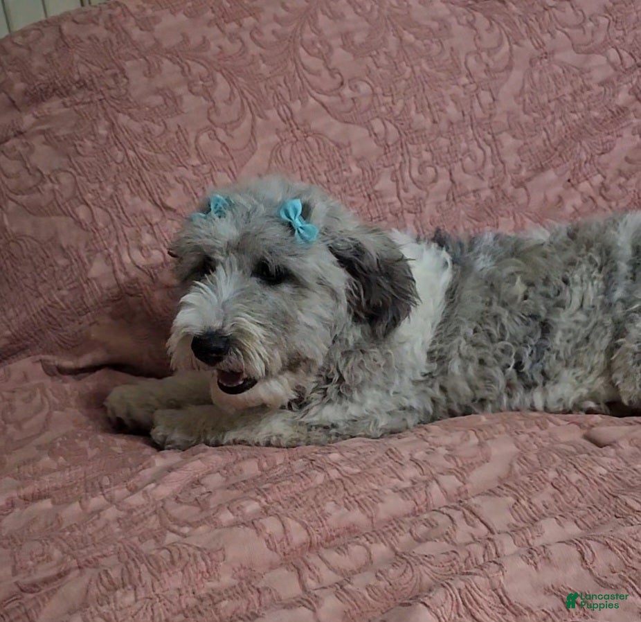 Bichpoo dogs Jackson - Ad 4