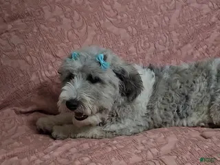 Bichpoo dogs Jackson - Ad 4