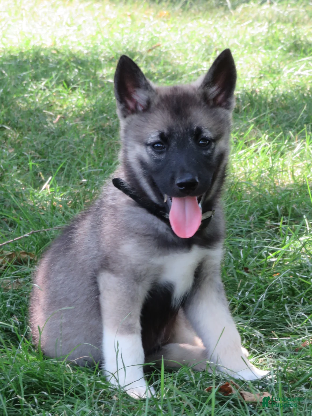 Norwegian Elkhound dogs for sale: Oreo - Ad 1