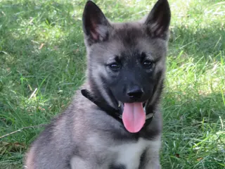 Norwegian Elkhound dogs Oreo - Ad 10