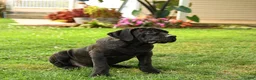 Cane Corso dogs for sale: Rockford - Ad 8