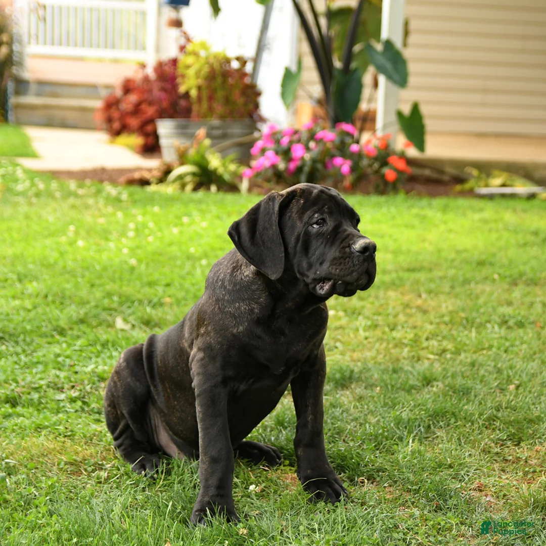 Cane Corso dogs for sale: Rockford - Ad 8