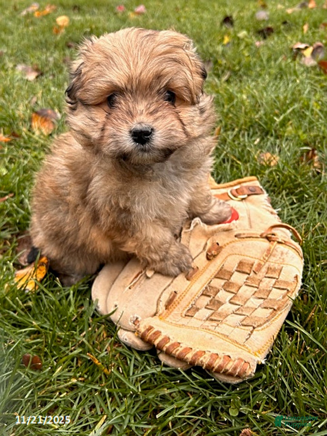 Pomapoo dogs for sale: Nora - Ad 1