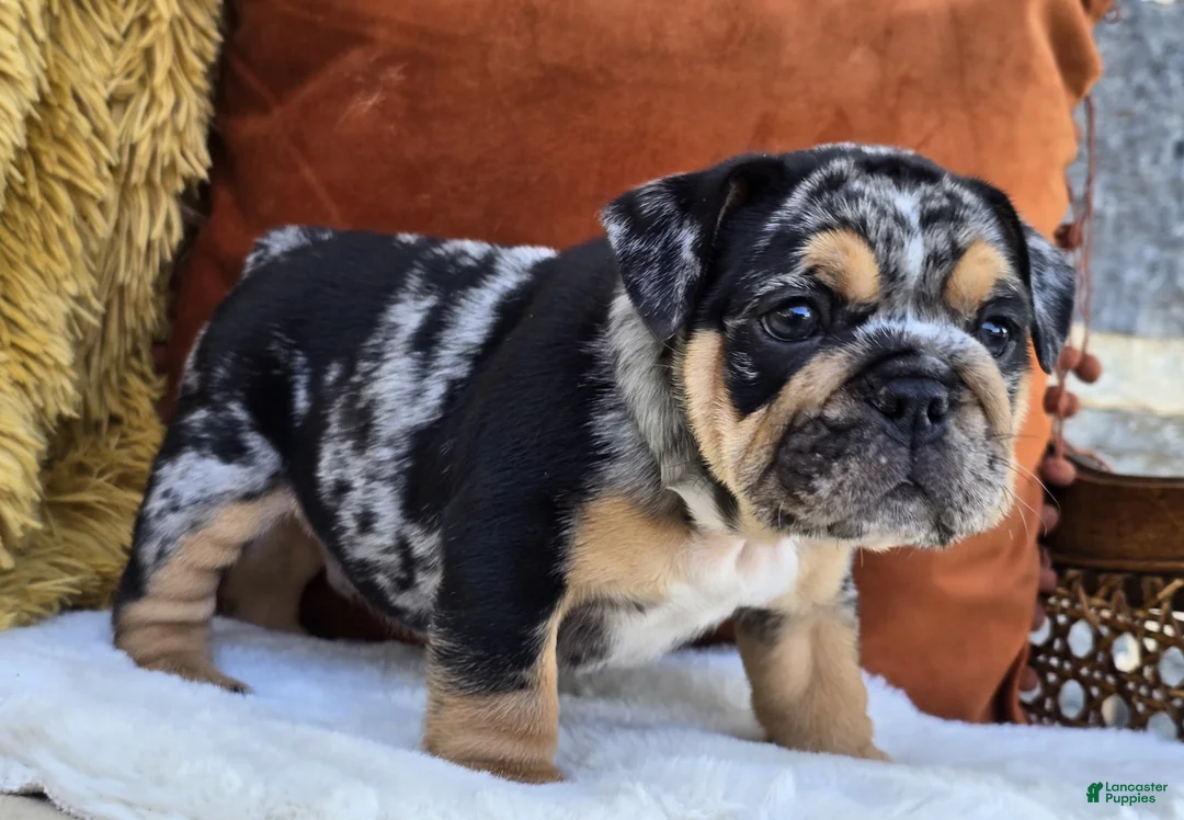 English Bulldog dogs for sale: Dash - Ad 1