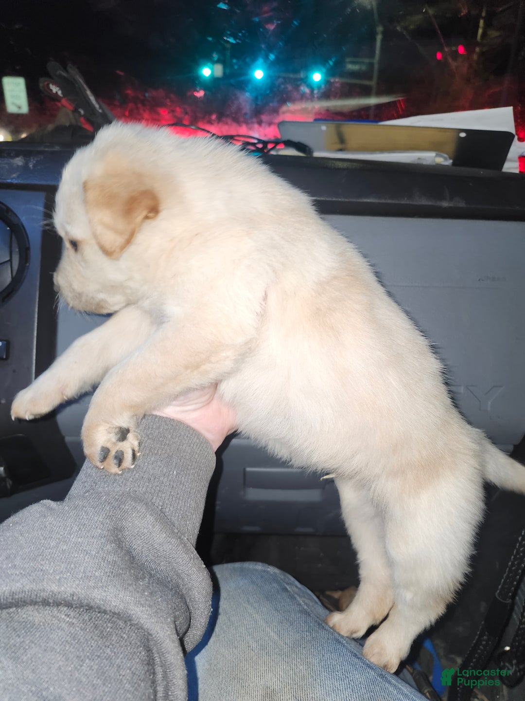 Labrador Retriever dogs for sale: Labrador Retriever Puppy 1 - Ad 2