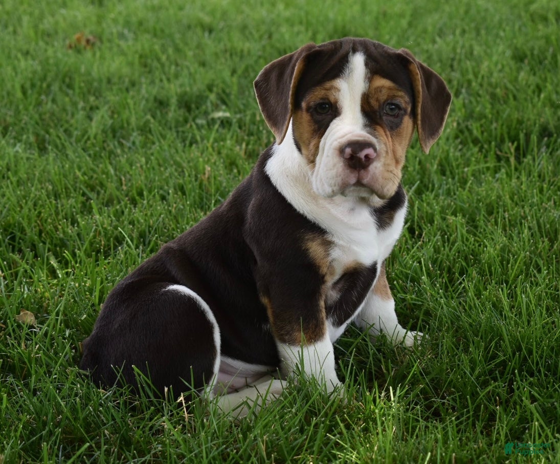 Beabull dogs Biscuit  - Ad 1