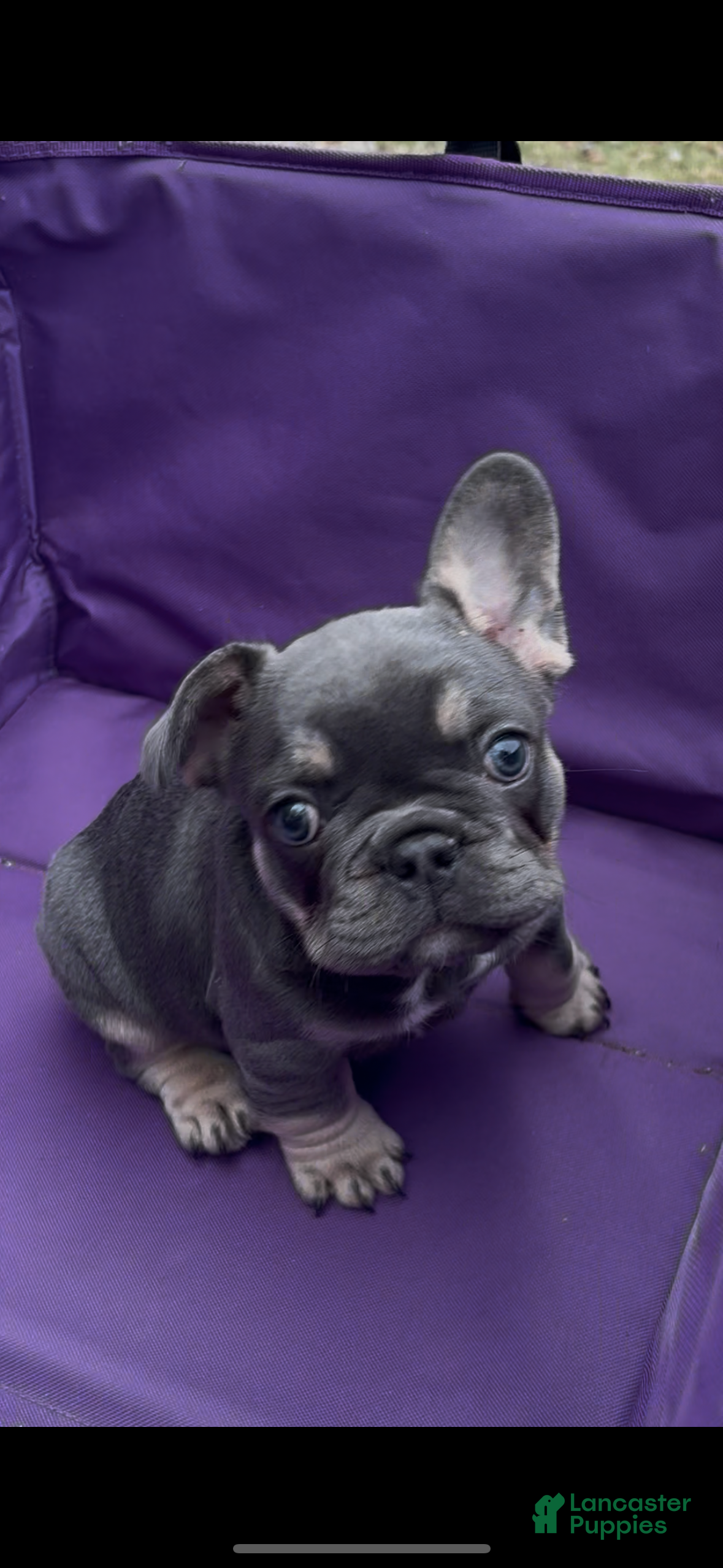 French Bulldog dogs Diesel - Ad 5