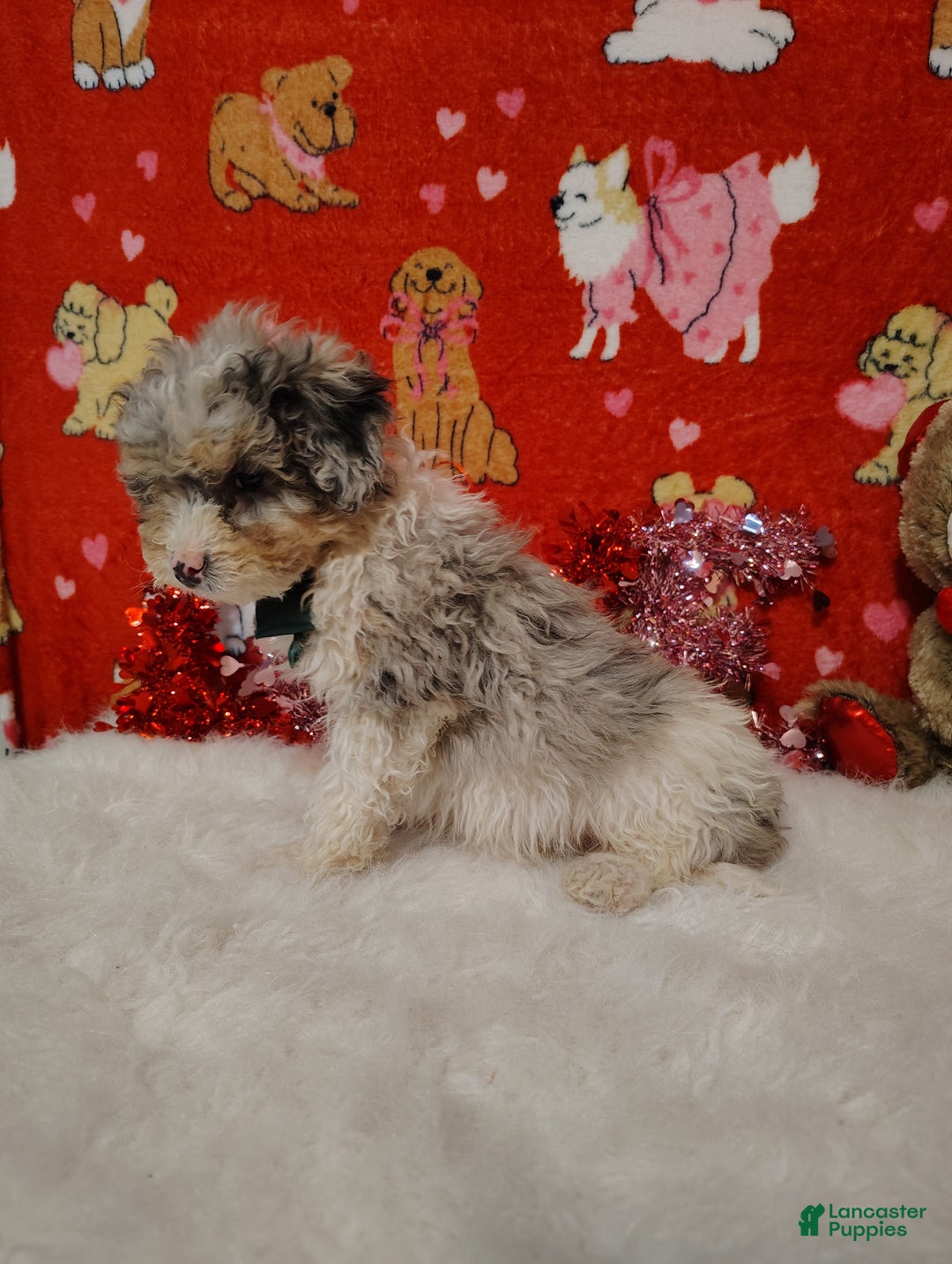 Mini Bernedoodle dogs for sale: Molly - Ad 2