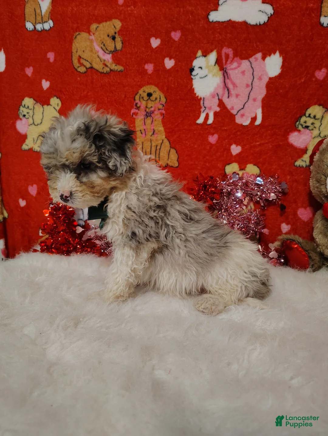 Mini Bernedoodle dogs for sale: Molly - Ad 2