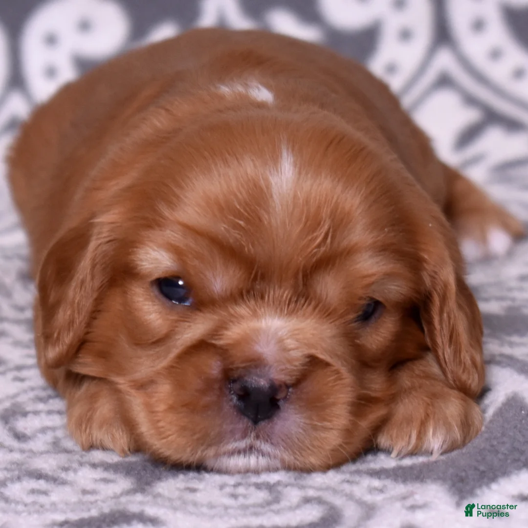 Cavalier King Charles Spaniel dogs for sale: Becky - Ad 1
