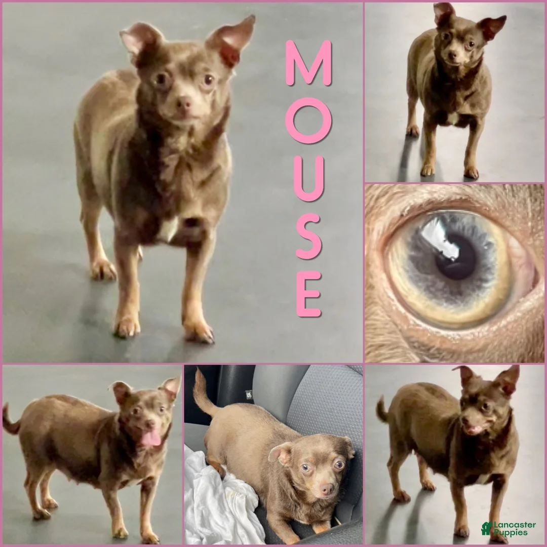 Chihuahua dogs for sale: Cannoli Lavender Smooth Coat - Ad 6