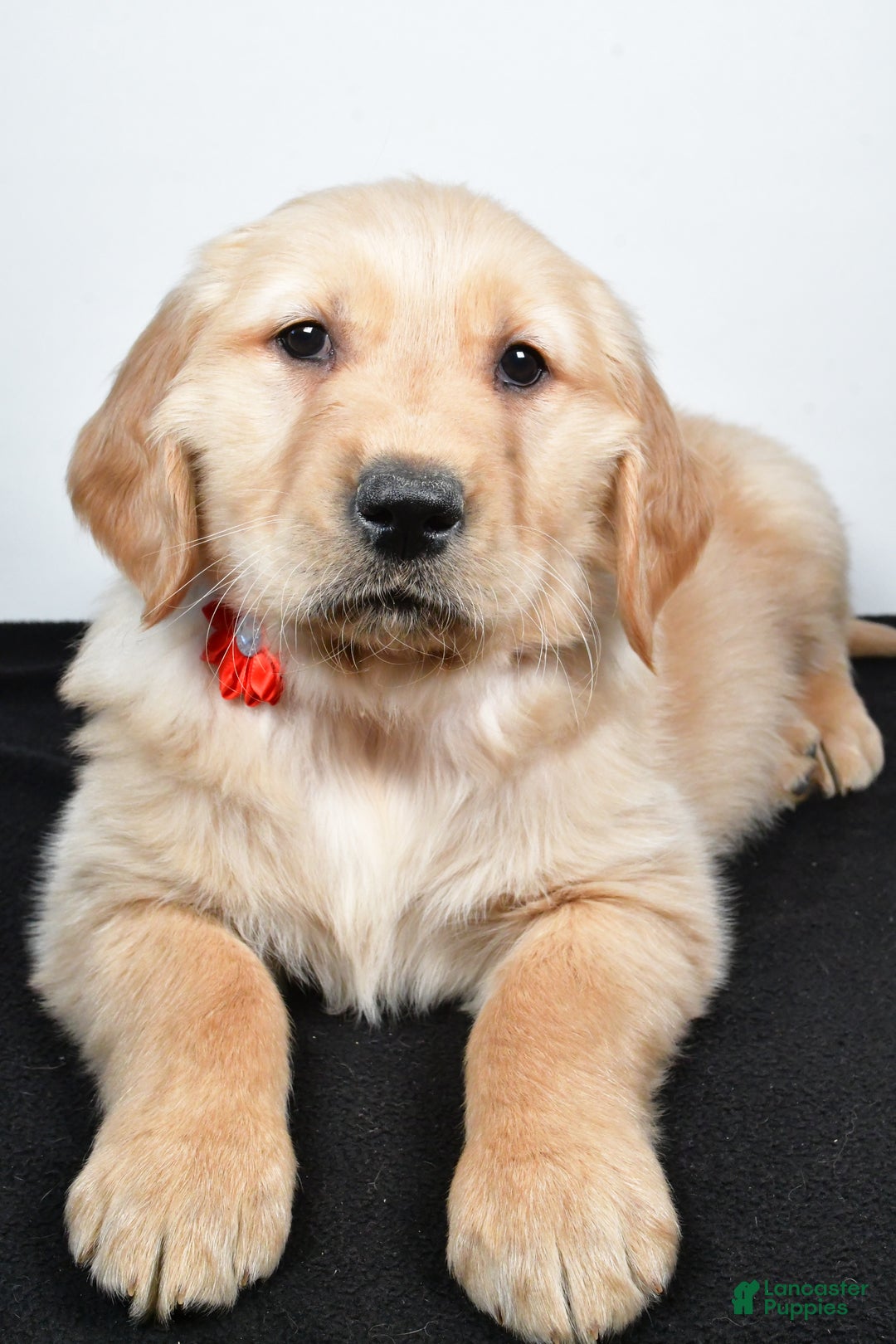 Golden Retriever dogs for sale: Jane - Ad 5