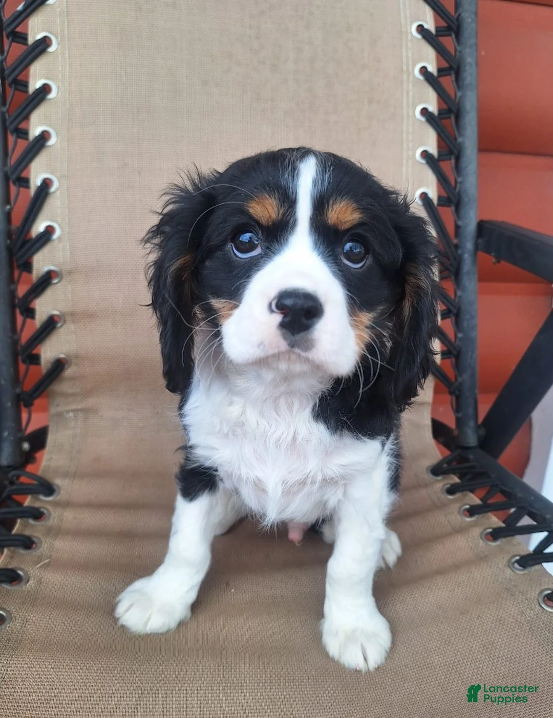Cavalier King Charles Spaniel dogs for sale: Benji - Ad 2