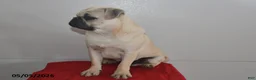 Pug dogs for sale: Billy - Ad 4