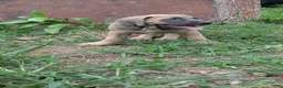 Cane Corso dogs for sale: Aries  - Ad 9