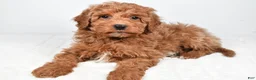 Mini Goldendoodle dogs for sale: Nemo - Ad 3