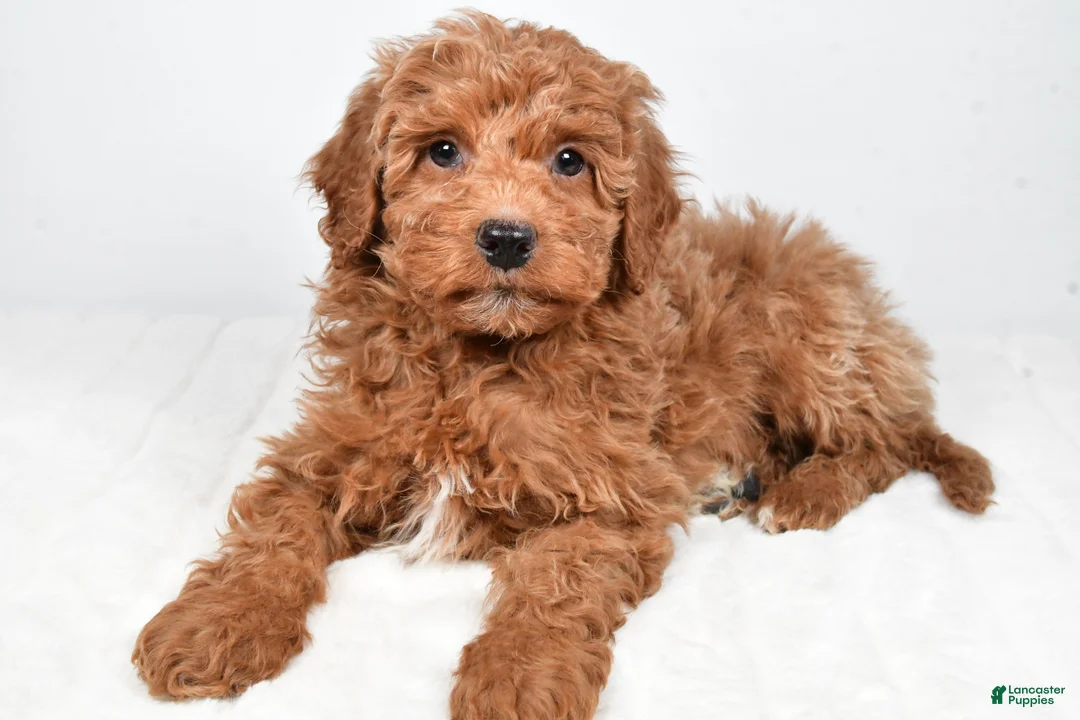 Mini Goldendoodle dogs for sale: Nemo - Ad 3