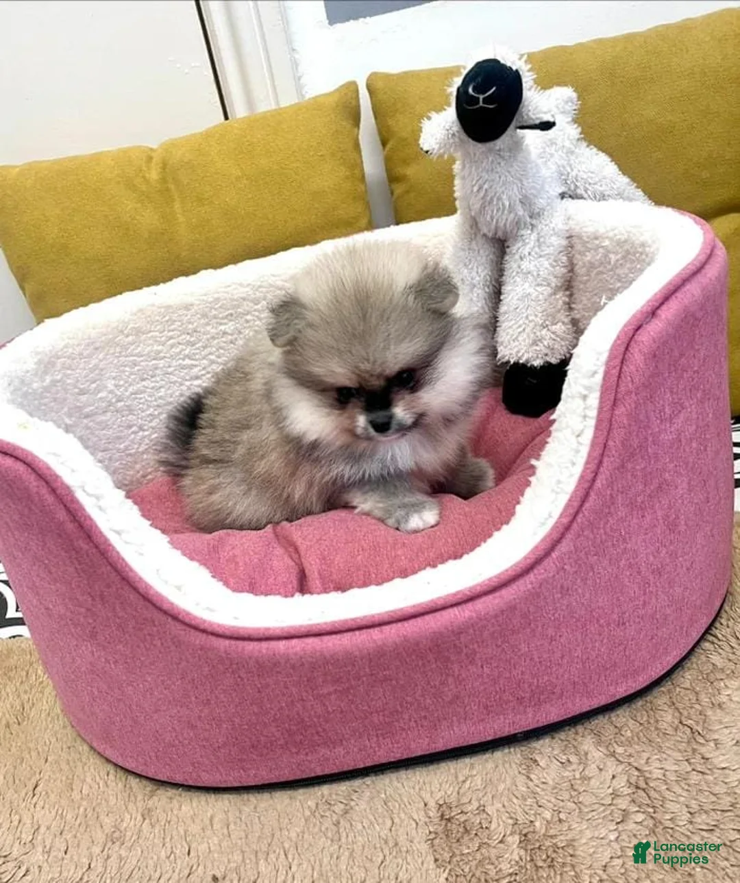Pomeranian dogs for sale: Max - Ad 8