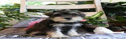 Miniature Schnauzer dogs for sale: Molly - Ad 4