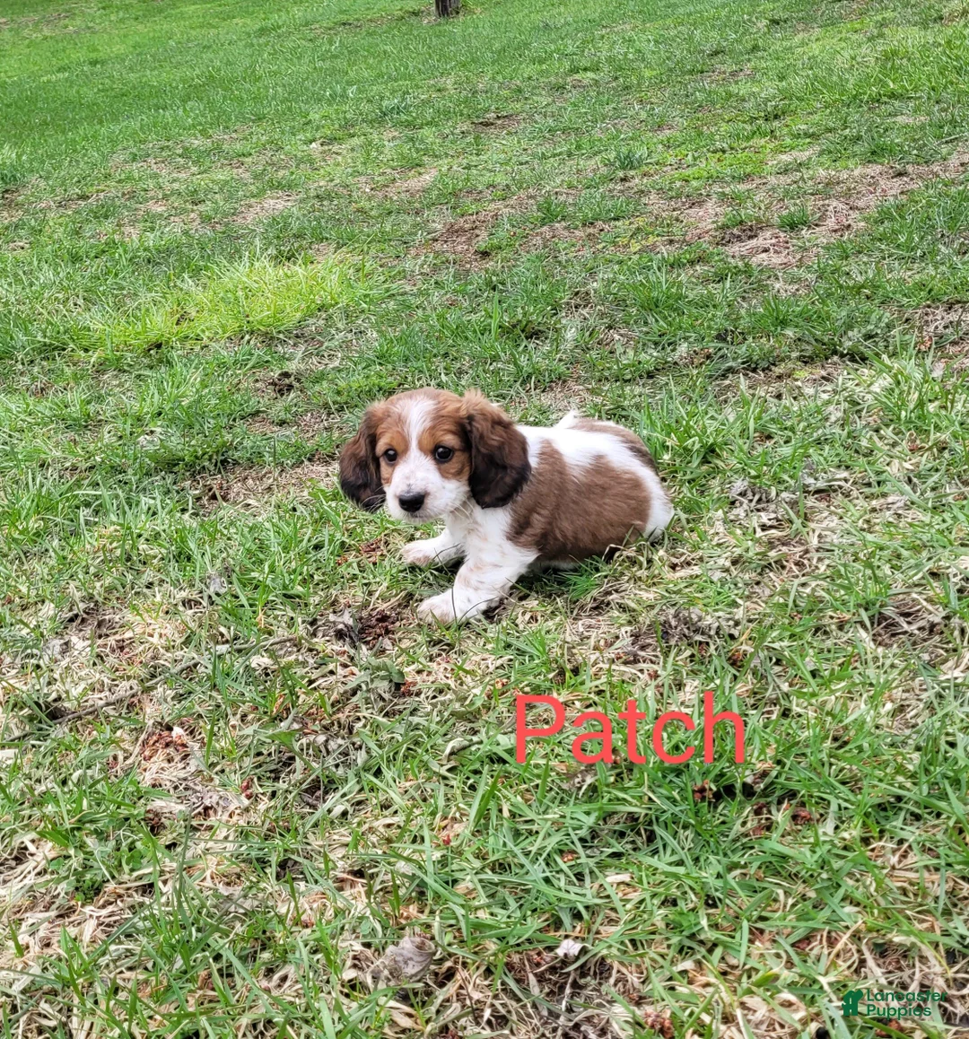 Dachshund dogs for sale: Patch - Ad 4