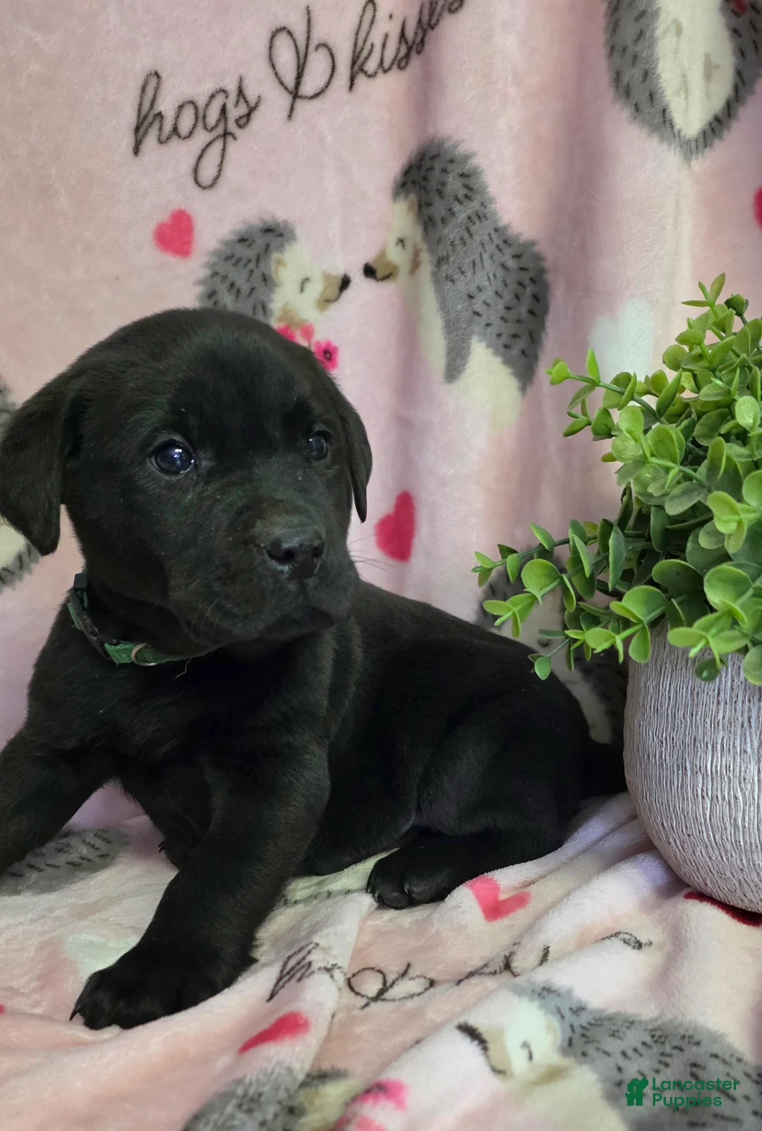 Labrador Retriever dogs for sale: Otis - Ad 3