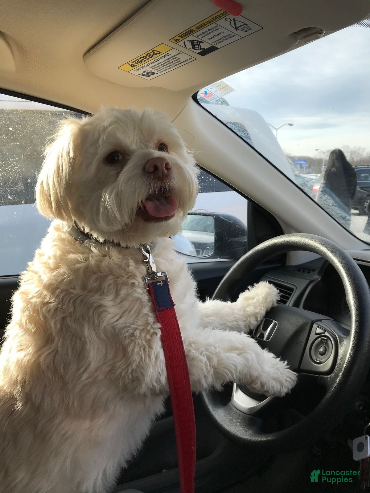 Mixed Breed dogs Mixed Breed Puppy 2 - Ad 37