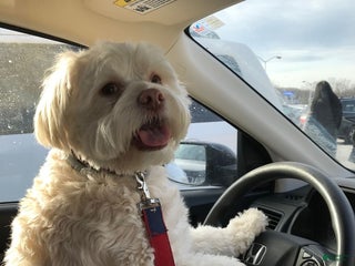 Mixed Breed dogs Mixed Breed Puppy 2 - Ad 3