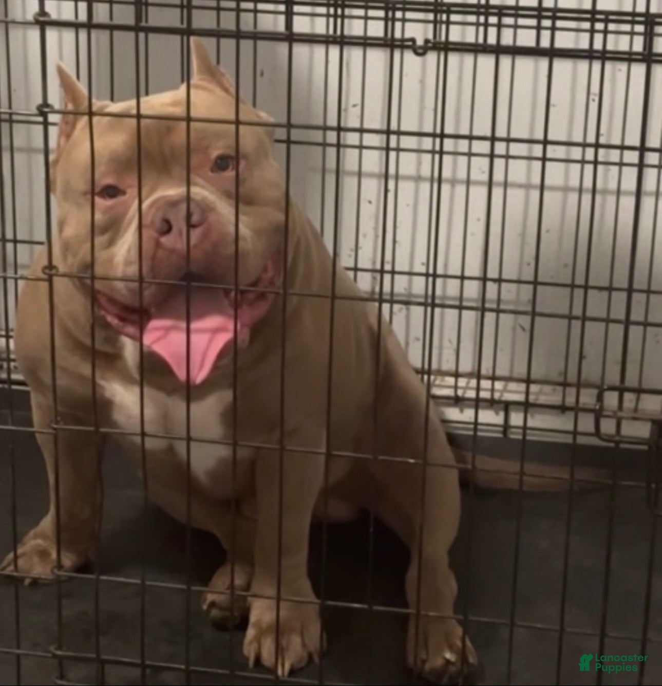 American Bully dogs for stud: Godzilla  - Ad 1