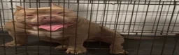 American Bully dogs for stud: Godzilla  - Ad 1