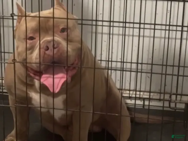 American Bully dogs for stud: Godzilla - Ad 1