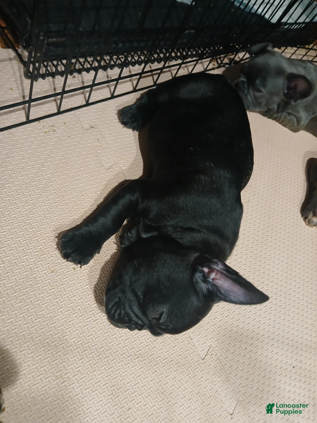 French Bulldog dogs for sale: Max - Ad 6