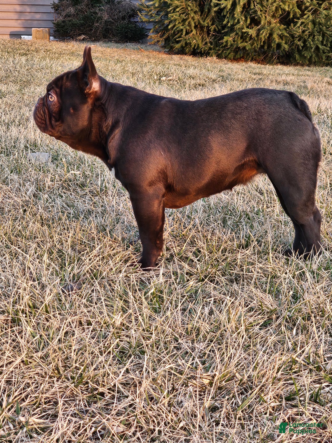 French Bulldog dogs for sale: Laylani  - Ad 2