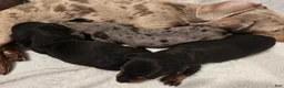 Miniature Dachshund dogs for sale: Curly  - Ad 8