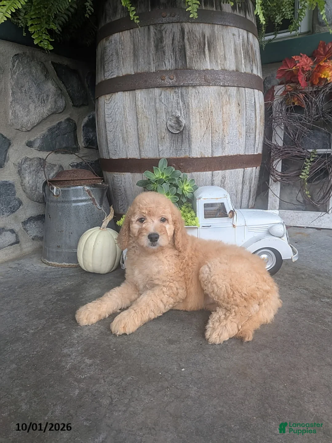 Goldendoodle dogs for sale: Amber - Ad 2