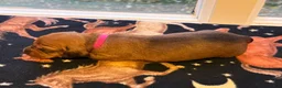 Dachshund dogs for sale: Ella - Ad 2