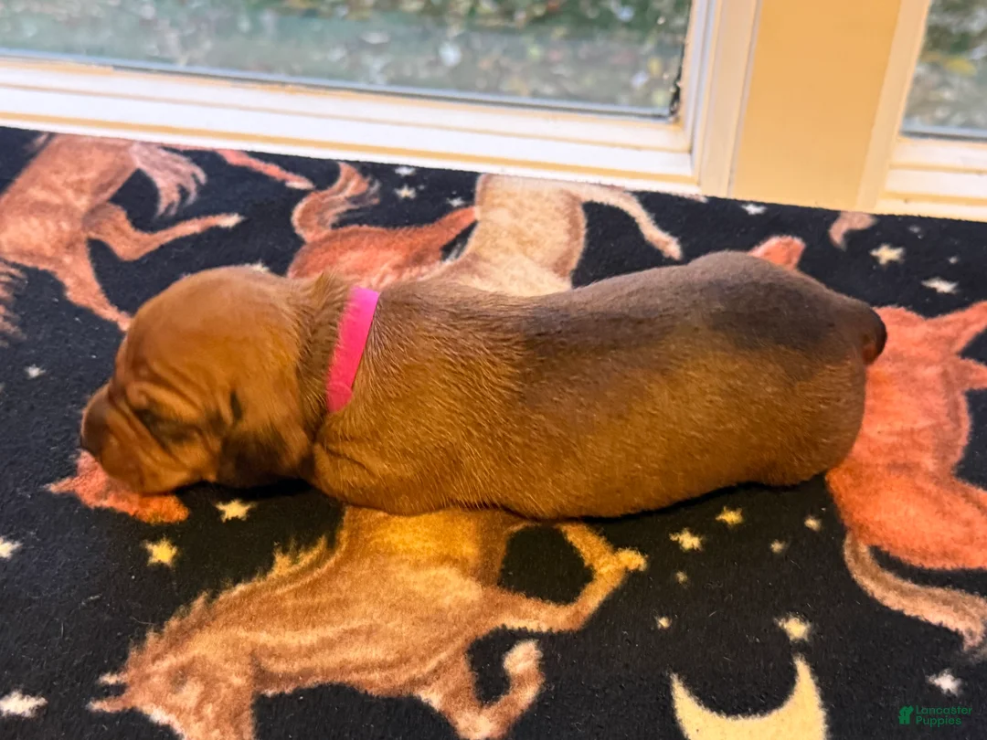 Dachshund dogs for sale: Ella - Ad 2