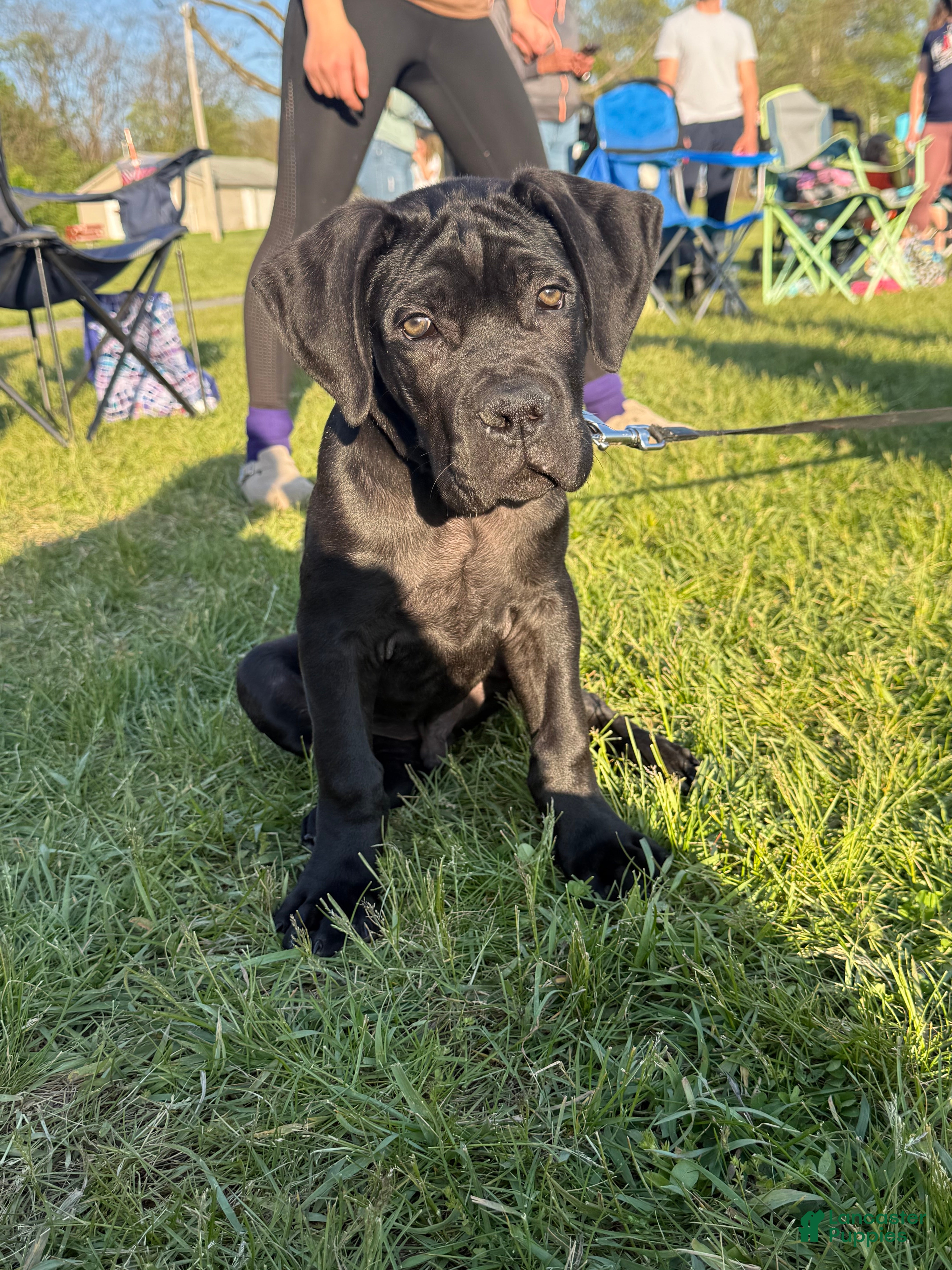 Cane Corso dogs Cane Corso Puppy 1 - Ad 27